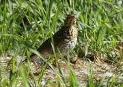 Tord comú (Turdus philomelos)