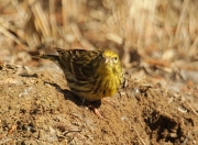 Gratapalles femella (Emberiza cirlus)