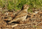 Pardal comú femella (Passer domesticus)