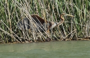 Agró roig (Ardea purpurea)