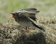 Cuereta blanca vulgar jove (Motacilla alba)