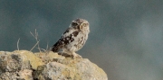 Mussol comú (Athene noctua) Strigidae