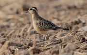 Corriol pit-roig femella (Charadrius morinellus)