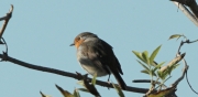 Pit-roig (Erithacus rubecula)