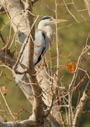 Bernat pescaire (Ardea cinerea)