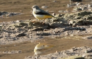 Cuereta torrentera (Motacilla cinerea)