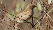 Pardal comú femella (Passer domesticus)