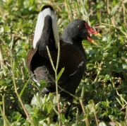 Polla d'aigua (Gallinula chloropus)