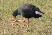 Polla blava (Porphyrio porphyrio)