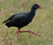 Polla blava (Porphyrio porphyrio)