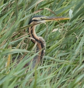 Agró roig (Ardea purpurea)