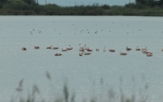 Flamenc rosat (Phoenicopterus roseus)