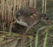 Polla d'aigua jove (Gallinula chloropus)