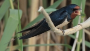 Oreneta vulgar (Hirundo rustica)