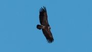 Voltor comú (Gyps fulvus)