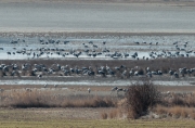 Grues (Grus grus)