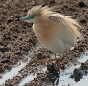 Martinet ros(Ardeola ralloides)