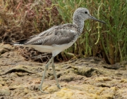 Gamba verda (Tringa nebularia)