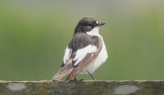 Mastegatatxes  mascle (Ficedula hypoleuca)