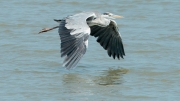 Bernat pescaire (Ardea cinerea)