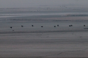 Grues (Grus grus)
