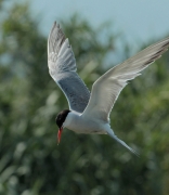 Xatrac comú (Sterna hirundo)