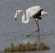 Immatur de flamenc rosat (Phoenicopterus roseus)