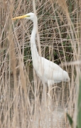 Agró blanc (Ardea alba)
