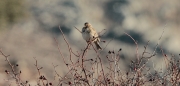 Cruixidell (Emberiza calandra)