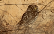 Mussol comú (Athene noctua)