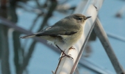 Mosquiter comú (Phylloscopus collybita)