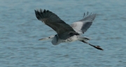 Bernat pescaire  (Ardea cinerea)