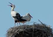 Cigonya blanca (Ciconia ciconia)