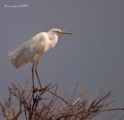 El Gran Blanc