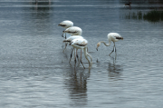 Flamenc ( Phoenicopterus ruber)