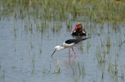 Cames llargues ( Himantopus himantopus ) Xibec (Netta rufina)