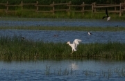 Esplugabous ( Bubulcus ibis )