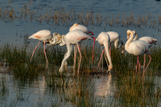 Flamenc ( Phoenicopterus ruber)