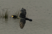 Corb marí ( Phalacrocorax carbon )