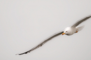 Gavià argentat ( Larus michahellis )