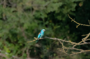 Gaig blau (Coracias garrulus)