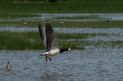 Oca de galta blanca (Branta leucopsis)