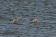 Tètol cuanegre (Limosa limosa)