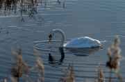 Cigne mut ( Cygnus olor )