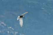 Fumarell carablanc ( Chlydonias hybridus )