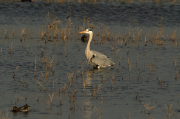 Bernat pescaire ( Ardea cinerea )