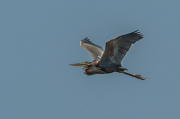 Agró roig ( Ardea purpurea )