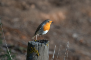 Pit roig (Erithacus rubecola)