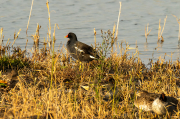 Polla d'aigua (Gallinula chloropus)