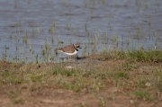 Corriol petit (Charadrius dubius)